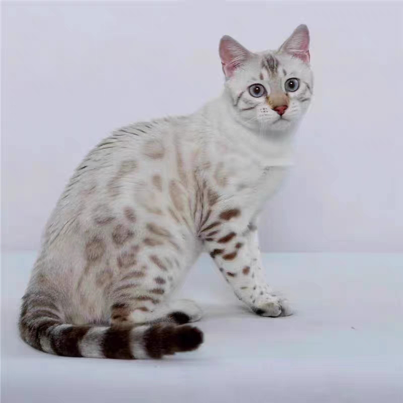 猫舍直销,批发价出售,孟加拉豹猫